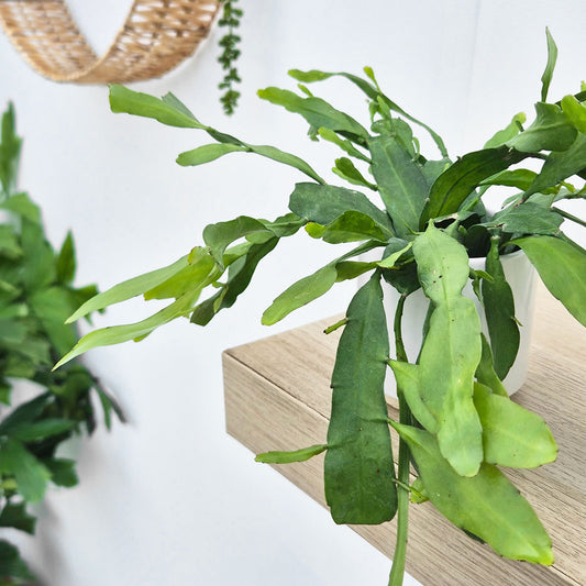 Rhipsalis Crispata House Plant 6cm Pot