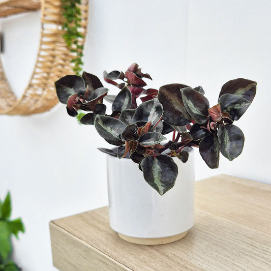 Peperomia Colombiana House Plant 6cm Pot