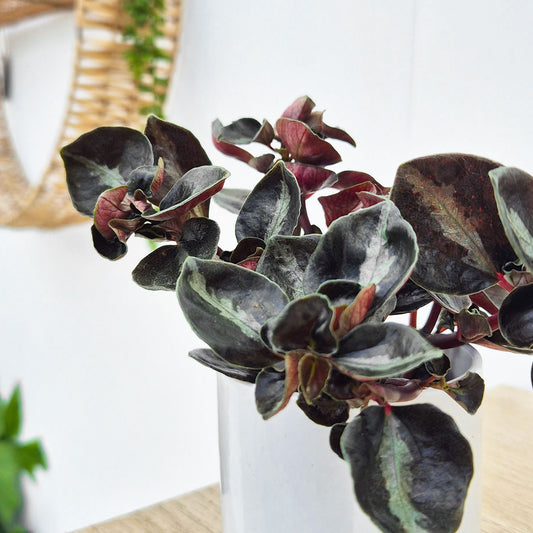 Peperomia Colombiana House Plant 6cm Pot