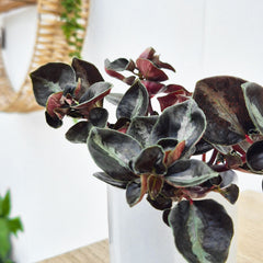 Peperomia Colombiana House Plant 6cm Pot