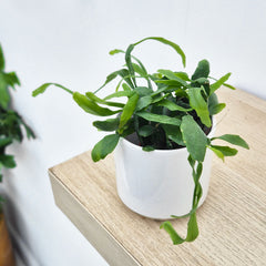 Epiphyllum Pumilum House Plant 6cm Pot