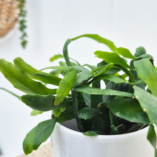 Epiphyllum Pumilum House Plant 6cm Pot