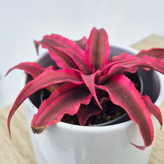Cryptanthus Super Pink House Plant 6cm Pot