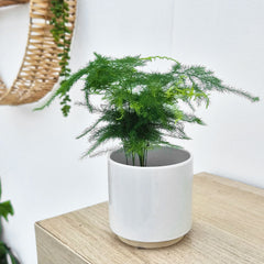 Asparagus Plumosus Fern House Plant 6cm Pot