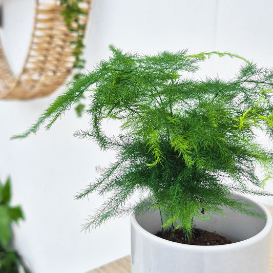 Asparagus Plumosus Fern House Plant 6cm Pot