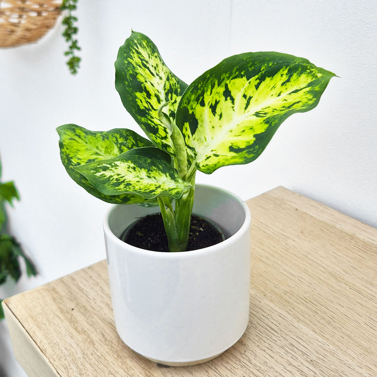 Dieffenbachia Maculata Amy Dumb Cane House Plant 6cm Pot