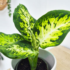 Dieffenbachia Maculata Amy Dumb Cane House Plant 6cm Pot