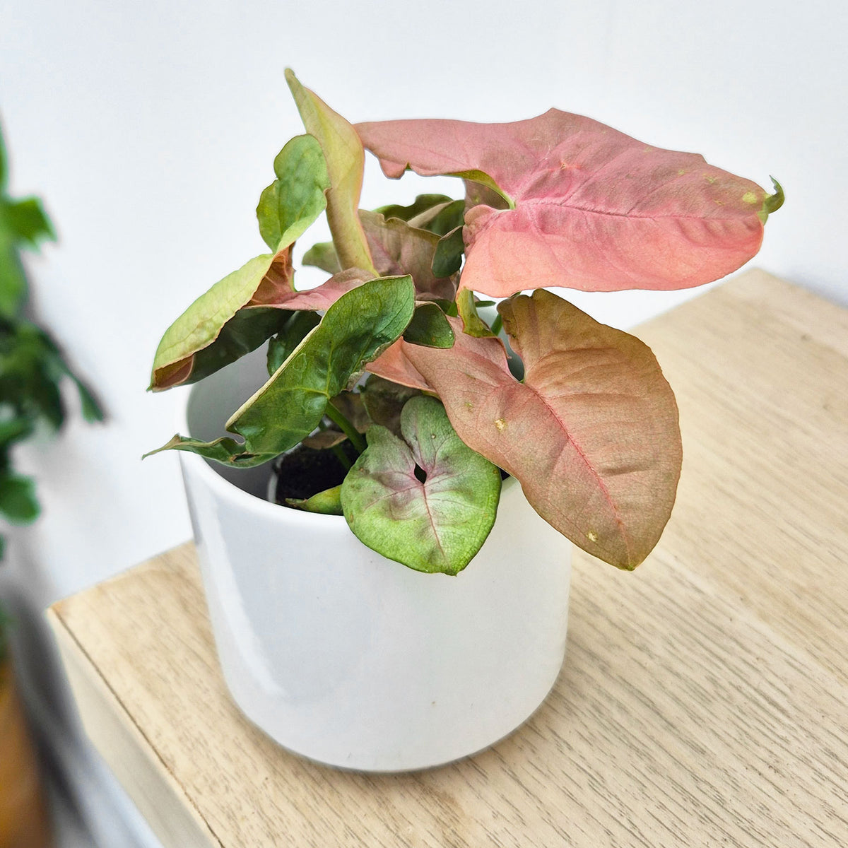 Syngonium Neon Arrowhead House Plant 6cm Pot