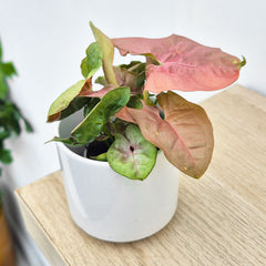 Syngonium Neon Arrowhead House Plant 6cm Pot