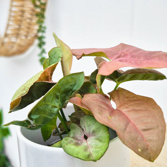 Syngonium Neon Arrowhead House Plant 6cm Pot