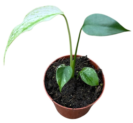 Monstera Devil Monster House Plant 8cm Pot