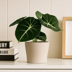 20 - 25cm Alocasia Black Velvet Elephant Ear 12cm Pot House Plant