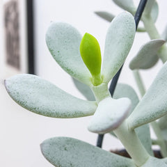 20 - 25cm Cotyledon Coral Succulent in Hanging 14cm Pot