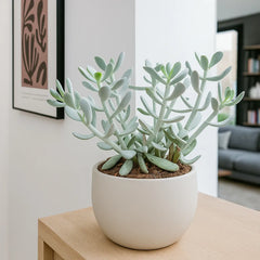 20 - 25cm Cotyledon Coral Succulent in Hanging 14cm Pot