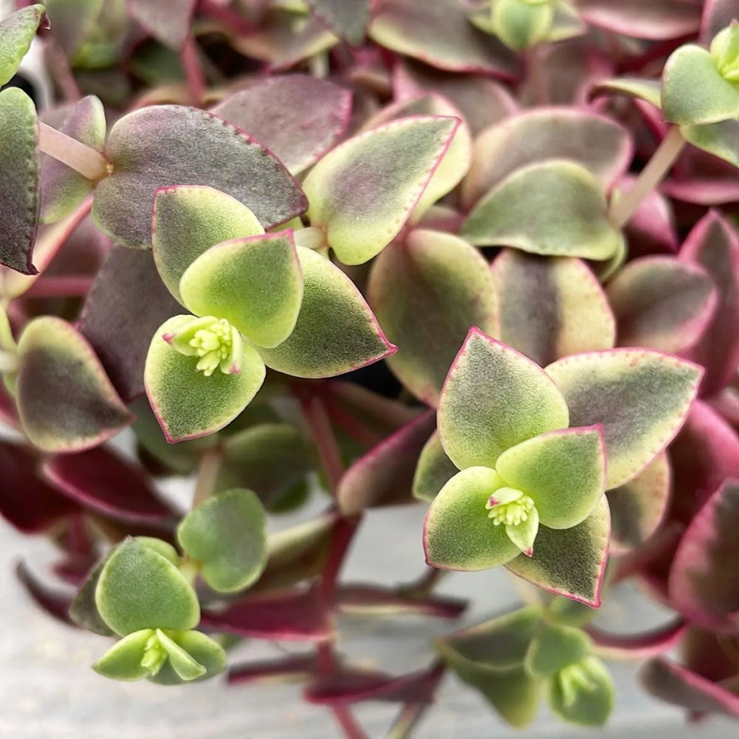 20 - 25cm Crassula Marginalis Succulent in Hanging 12cm Pot