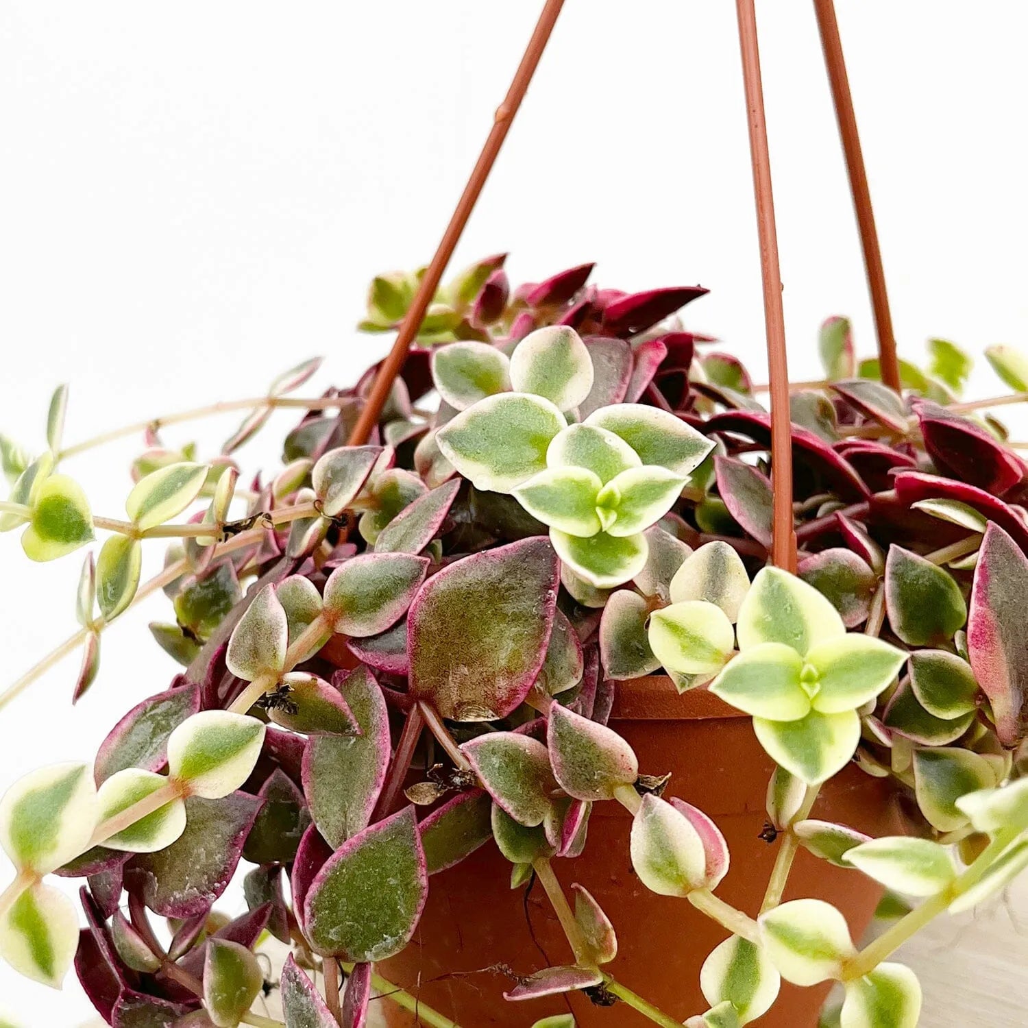 20 - 25cm Crassula Marginalis Succulent in Hanging 12cm Pot