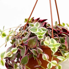 20 - 25cm Crassula Marginalis Succulent in Hanging 12cm Pot