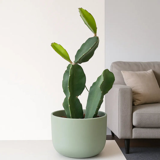 20 - 25cm Dragon Fruit Cactus 11cm Pot House Plant