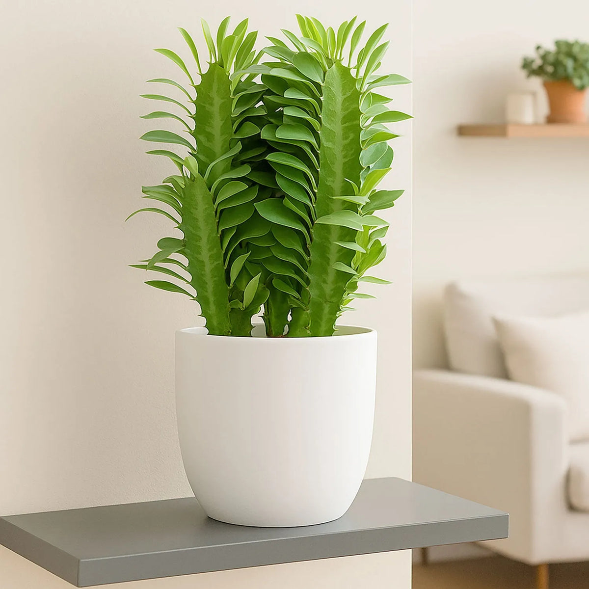 20 - 25cm Euphorbia Trigona Cactus 12cm Pot House Plant