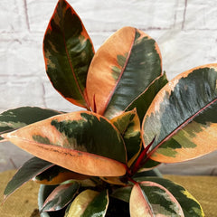 20 - 25cm Highly Variegated Ficus Belize Rubber Plant 9cm Pot House Plant