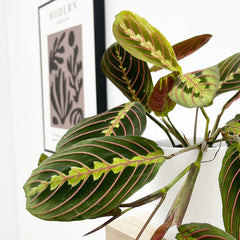 20 - 25cm Maranta Fascinator House Plant 12cm Pot