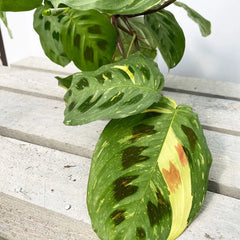20 - 25cm Maranta Leuconeura Variegata Prayer Plant 12cm Pot House Plant