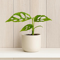 20 - 25cm Monstera Oblique Peru Obliqua 12cm Pot