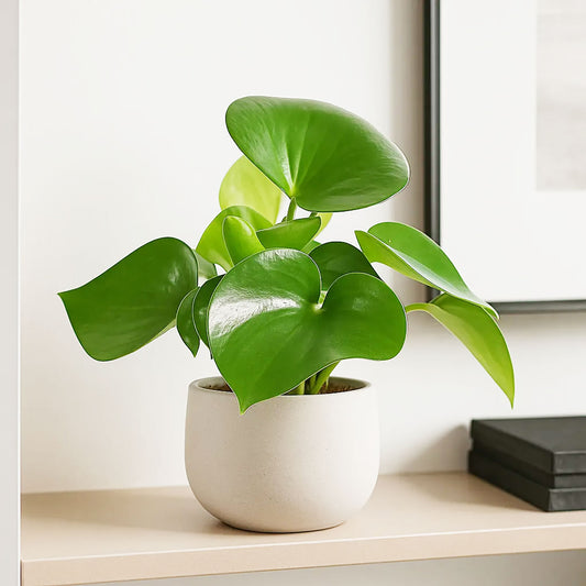 15 - 25cm Peperomia Polybotrya Raindrop 12cm Pot House Plant