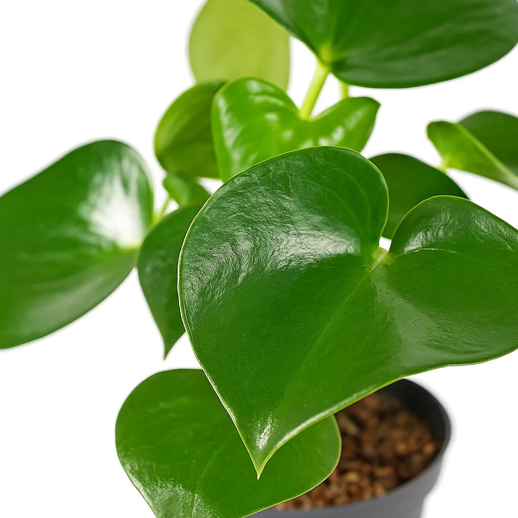 20 - 25cm Peperomia Polybotrya Raindrop 14cm Pot House Plant