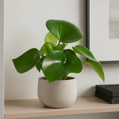 20 - 25cm Peperomia Polybotrya Raindrop 14cm Pot House Plant