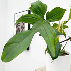 20 - 25cm Philodendron Florida Green 12cm Pot House Plant