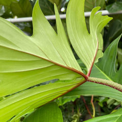 20 - 25cm Philodendron Florida Green 12cm Pot House Plant