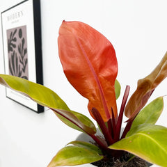 20 - 25cm Philodendron Prince of Orange House Plant 12cm