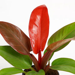 20 - 25cm Philodendron Red Sun House Plant 12cm Pot