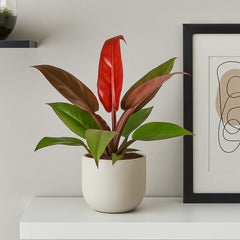 20 - 25cm Philodendron Red Sun House Plant 12cm Pot