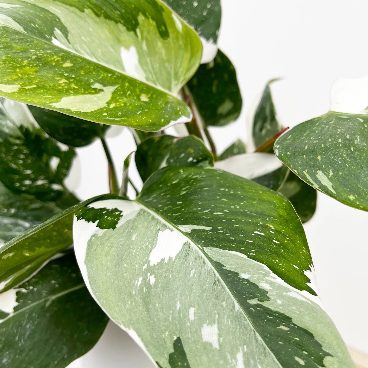 20 - 25cm Philodendron White Princess 12cm Pot House Plant