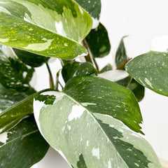 20 - 25cm Philodendron White Princess 12cm Pot House Plant