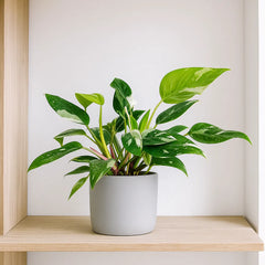 20 - 25cm Philodendron White Princess 12cm Pot House Plant