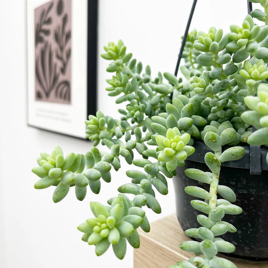 20 - 25cm Sedum Burrito Succulent in Hanging 14cm Pot