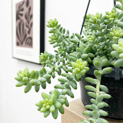 20 - 25cm Sedum Burrito Succulent in Hanging 14cm Pot