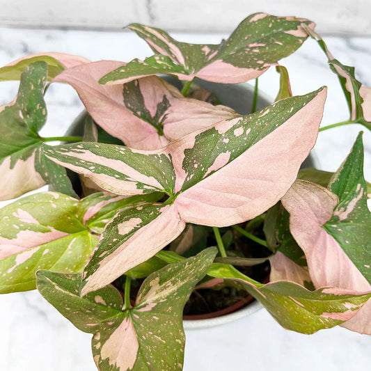 20 - 25cm Syngonium Pink Splash Arrowhead Plant 12cm Pot House Plant