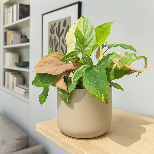 20 - 25cm Syngonium Tricolour Red Spot Arrowhead Plant 12cm Pot House Plant