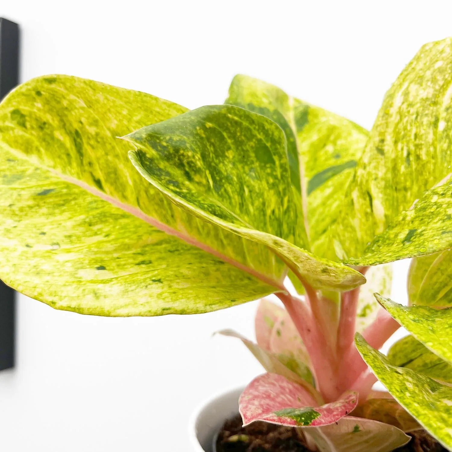 20 - 30cm Aglaonema Apple Fantasy 12cm Pot House Plant