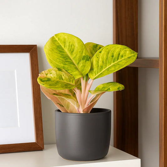 20 - 30cm Aglaonema Apple Fantasy 12cm Pot House Plant