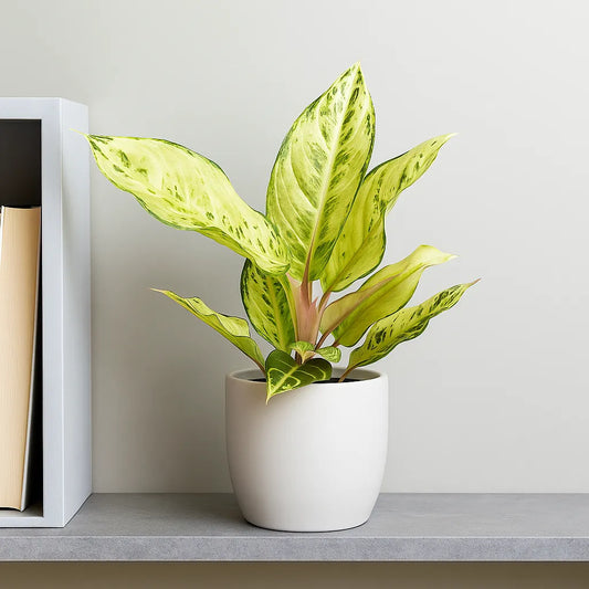 20 - 30cm Aglaonema Chartreuse Pretty Chinese Evergreen 12cm Pot House Plant