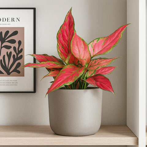 aglaonema cherry 20