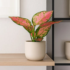 20 - 30cm Aglaonema Crimson Love Evergreen House Plant 12cm Pot