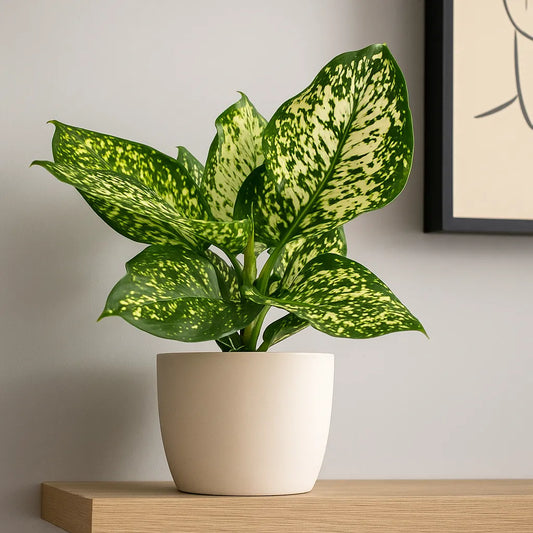 20 - 30cm Aglaonema Ivory Jade Chinese Evergreen 12cm Pot House Plant