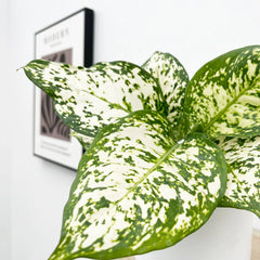 aglaonema ivory 20
