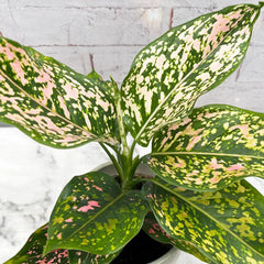 20 - 30cm Aglaonema Pink Leopard Chinese Evergreen House Plant 12cm Pot